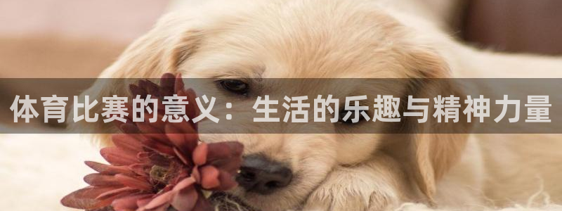 纵横国际下载链接